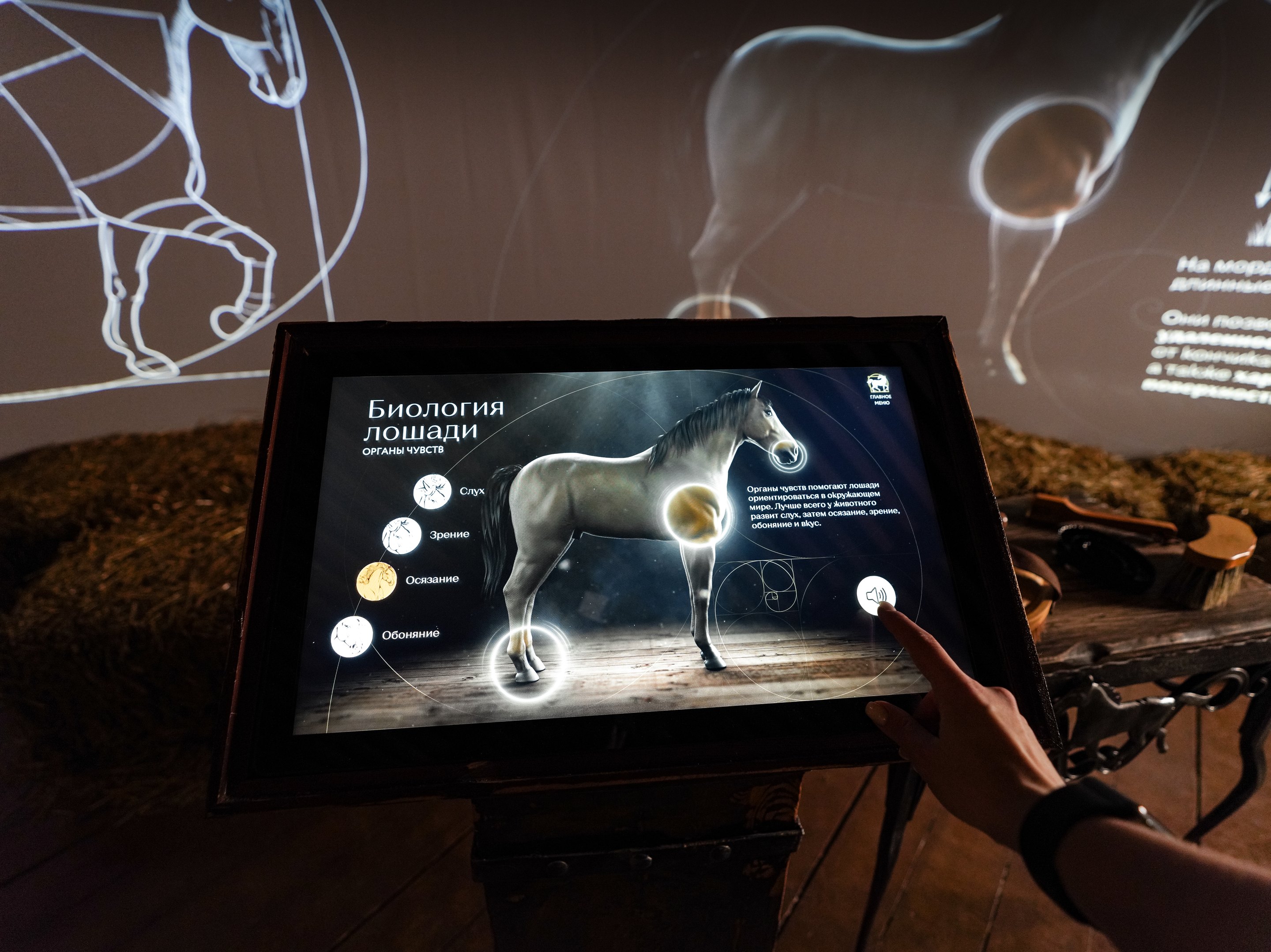 “Biology of the horse”: touch console, the “Sense organs” section